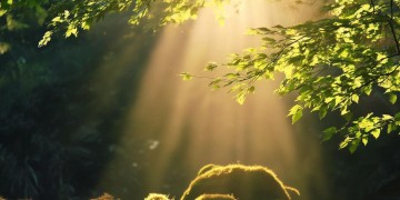 我爱阳光在清晨究竟是哪首歌？