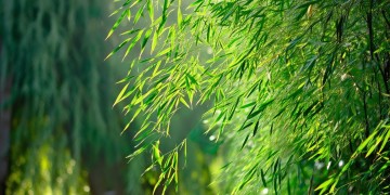 翠竹青青杨到底是哪首歌？