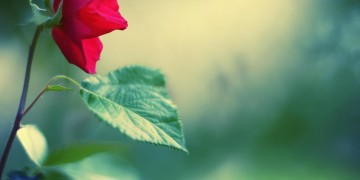 红花当绿叶能配什么歌？