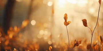 我不后悔粤语歌传达了怎样的意思？