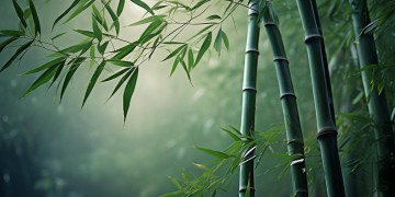 墨九歌究竟长什么样子？