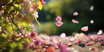 花开了谢了是哪首歌？
