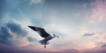 哭在天空的海鸥到底出自哪首歌？
